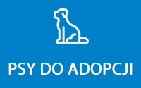Psy do adopcji